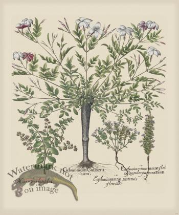 Besler 148 Colored  B2